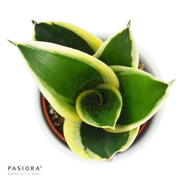 pasiora-sansevieria-trifasciata-honey-boney-sukkulente-6cm image 2