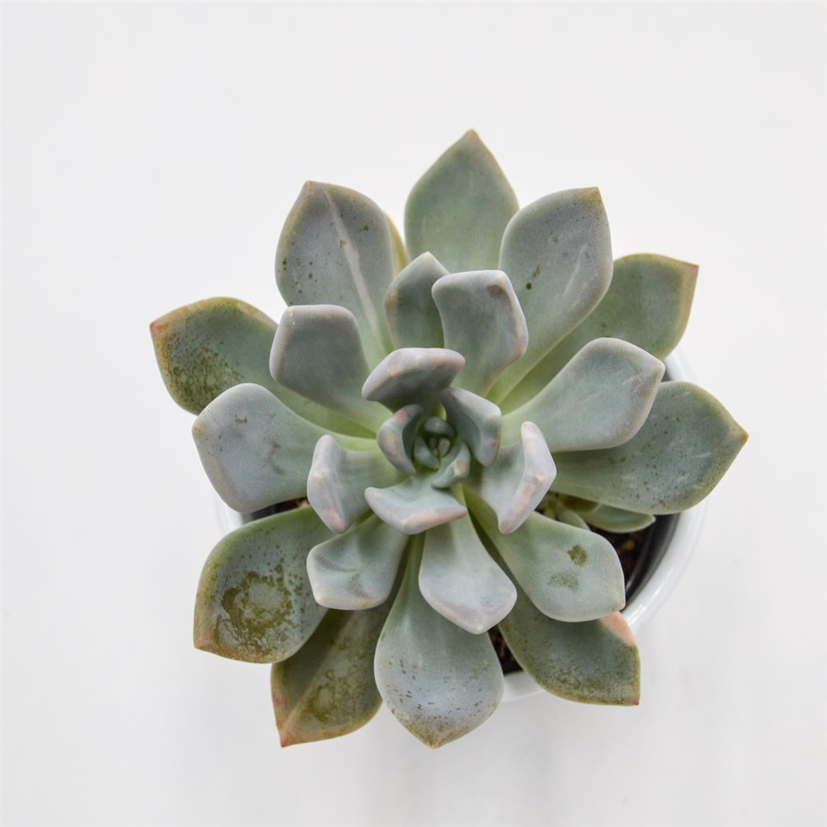 pasiora-x-graptoveria-pachyphytoides-variegata-9cm image 2