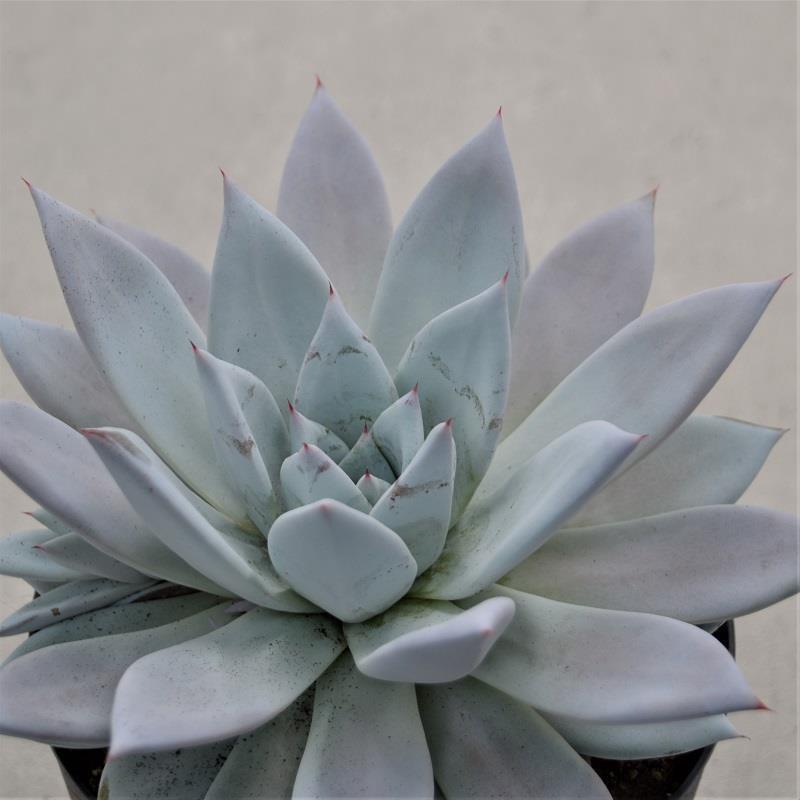 pasiora-echeveria-mexican-giant-sukkulente-17cm-xxl-rosette image 1