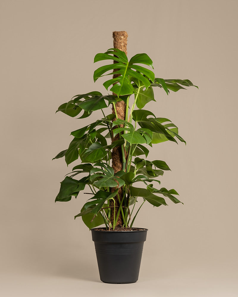 feey-monstera-xl-monstera-deliciosa-fensterblatt-zimmerpflanze-gro image 3