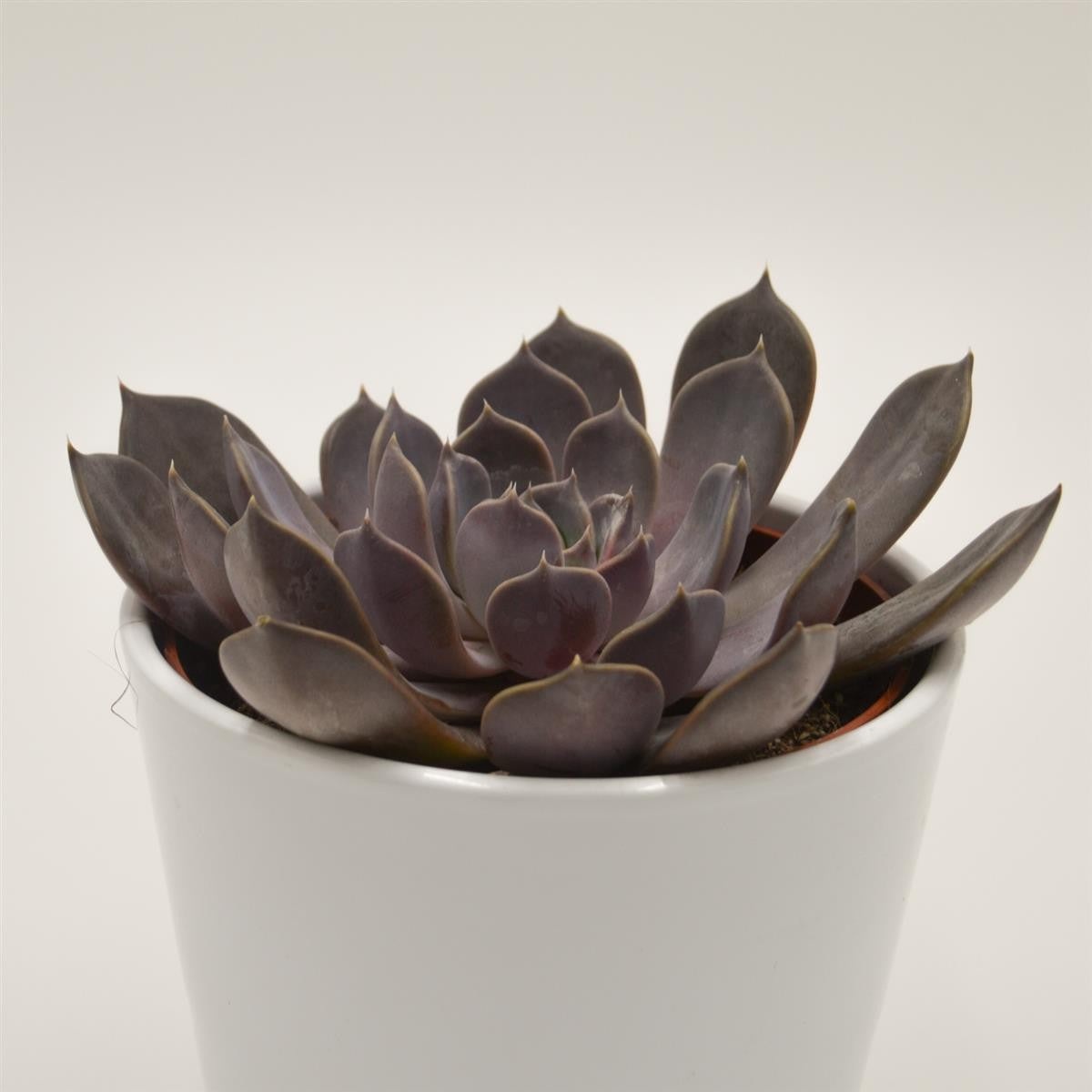 pasiora-echeveria-joost-sukkulente-12cm-topf image 1