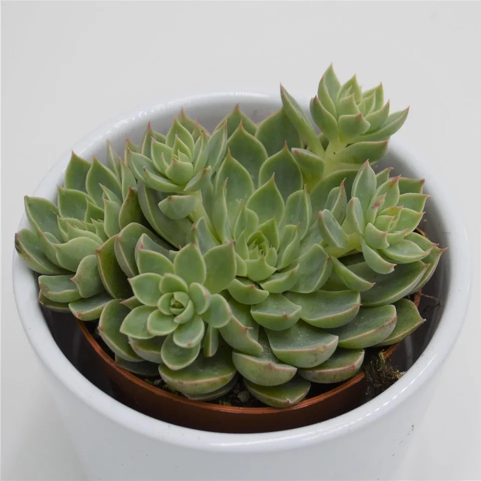 pasiora-graptopetalum-altair-sukkulente-im-8-5cm-topf image 1