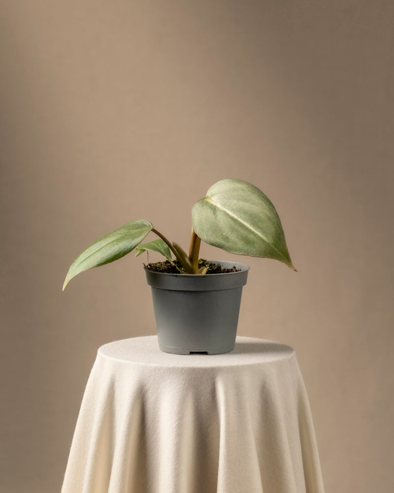 feey-philodendron-gloriosum-babypflanze-rarit-t image 3