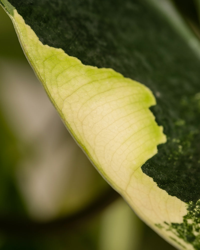 feey-philodendron-burle-marx-variegata-rarit-t-40-50-cm image 6