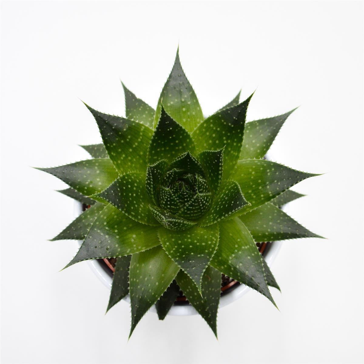pasiora-aloe-ami-sukkulente-10-5cm-topf image 2