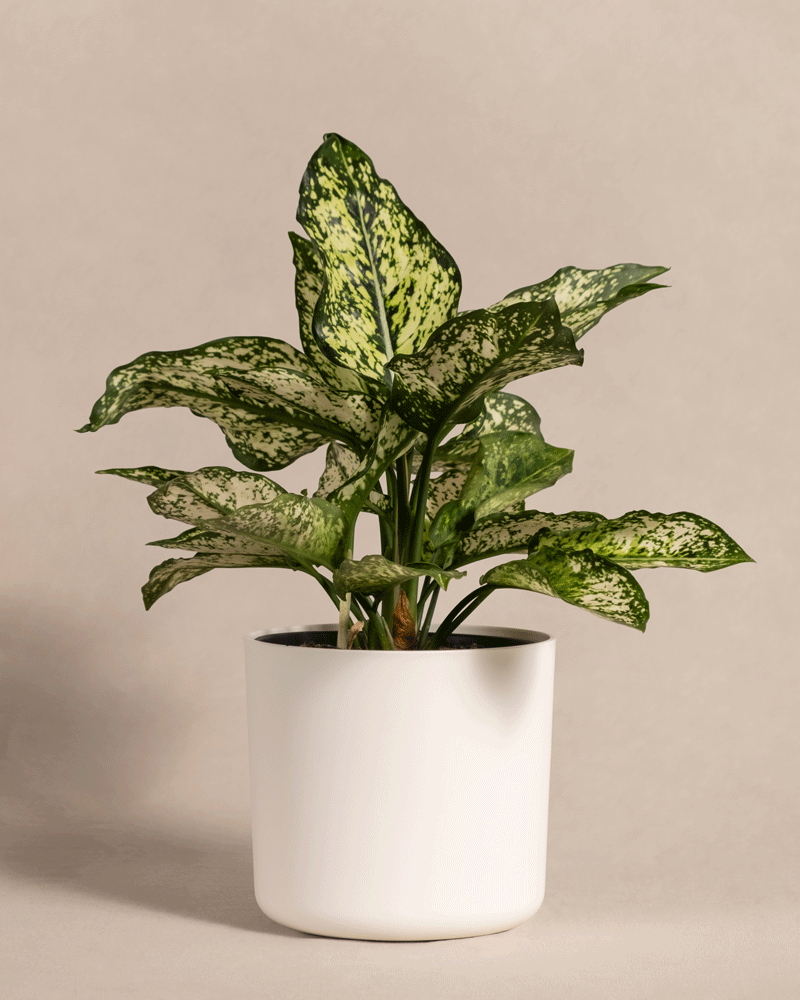 feey-aglaonema-kiwi-kolbenfaden-klein image 7
