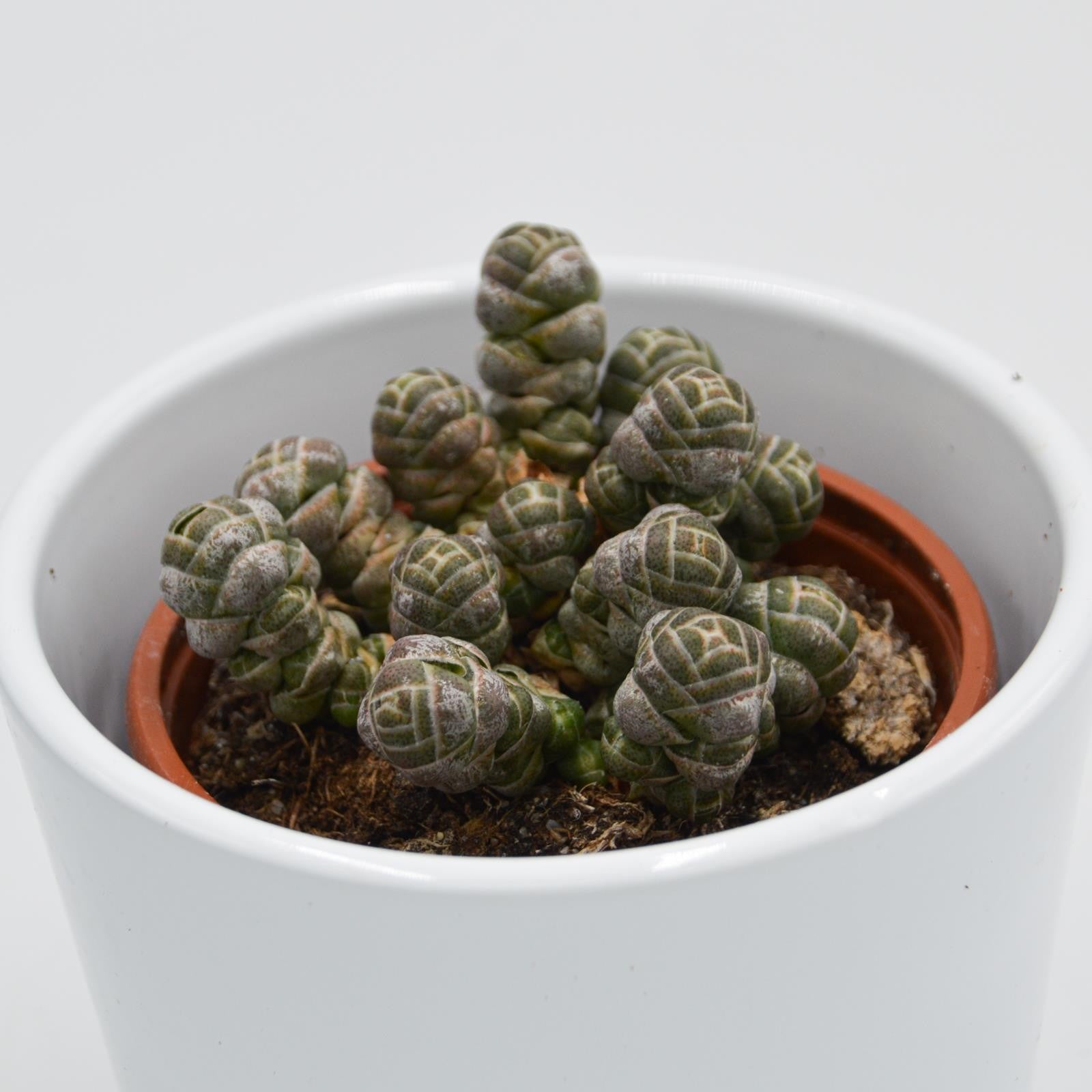 pasiora-crassula-barklyi-sukkulente-im-8-5cm-topf image 2