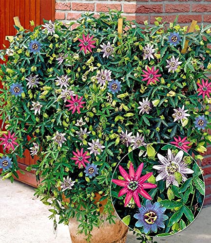 baldur-garten-passionsblumen-trio-exotic-flowers-3-farben-in-1-topf image 4