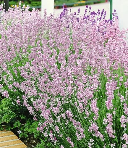 baldur-garten-duft-lavendel-rosa-3x-lavandula-angustifolia-im-9x9-cm-topf image 8