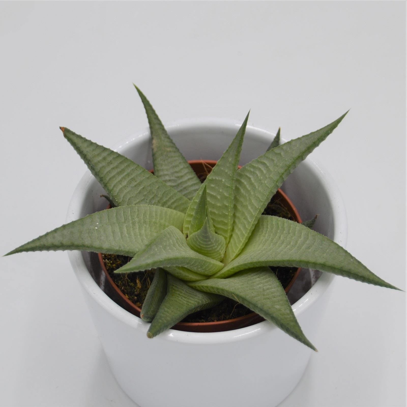 pasiora-haworthia-white-sukkulente-8-5cm image 1