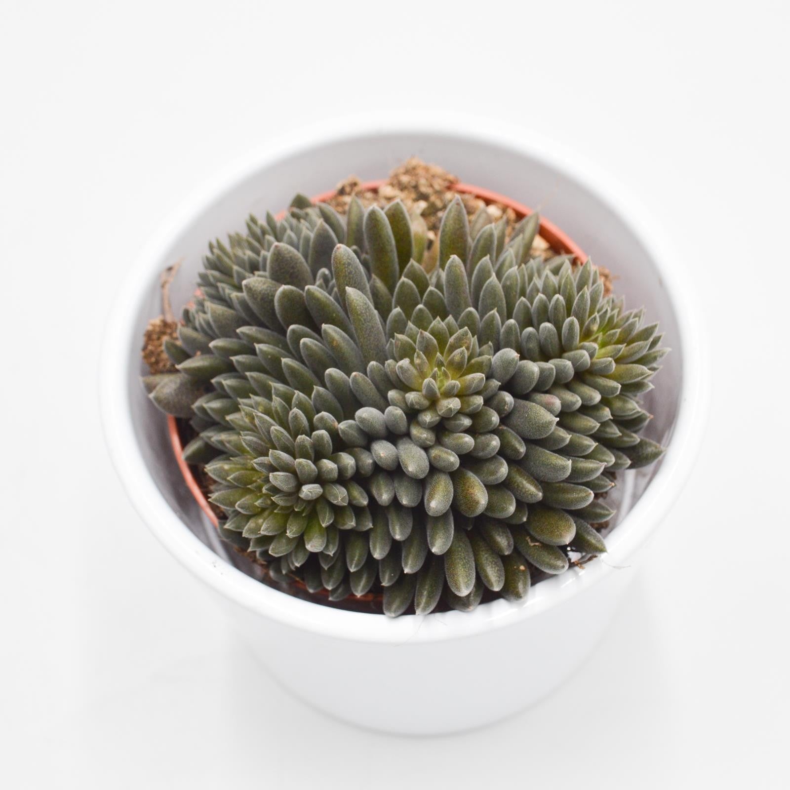 pasiora-sinocrassula-yunnanensis-sukkulente-8-5cm image 1
