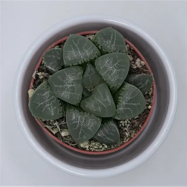 pasiora-haworthia-bayeri-sukkulente-5-5cm-topf image 1