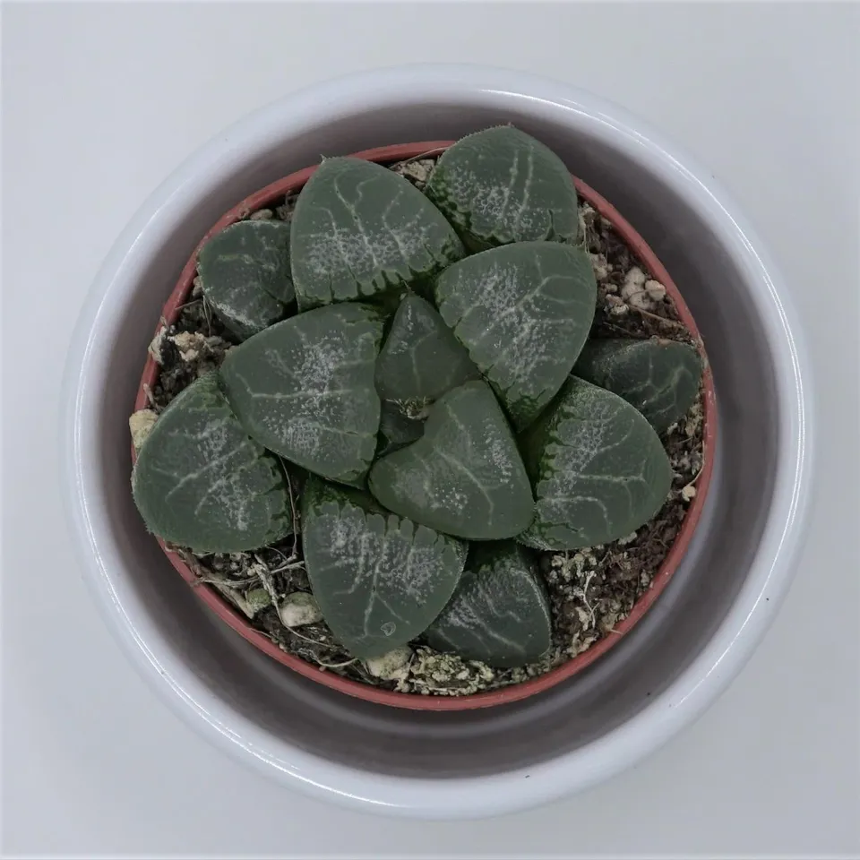 pasiora-haworthia-bayeri-sukkulente-5-5cm-topf image 1
