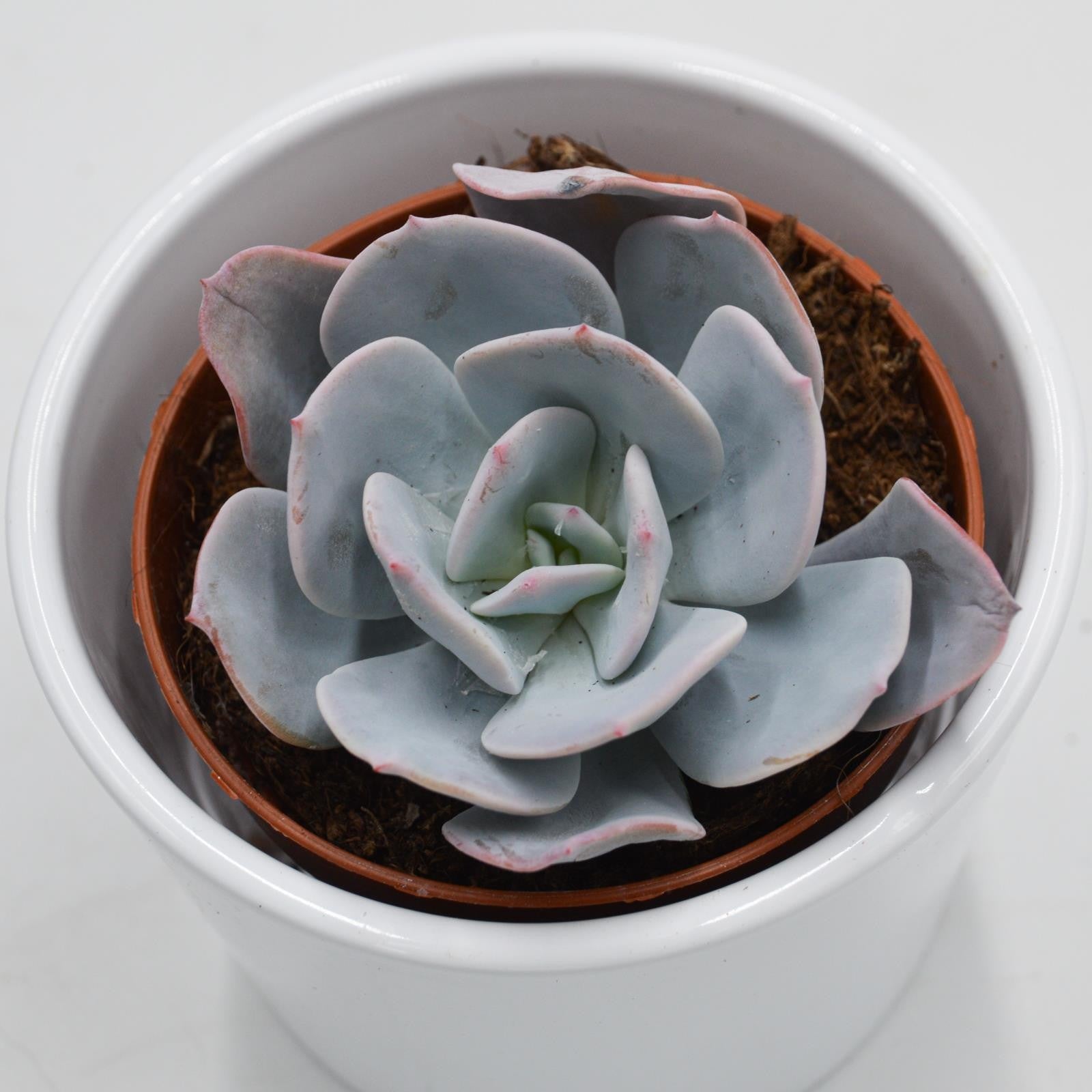 pasiora-echeveria-gila-sukkulente-8-5cm-topf image 1