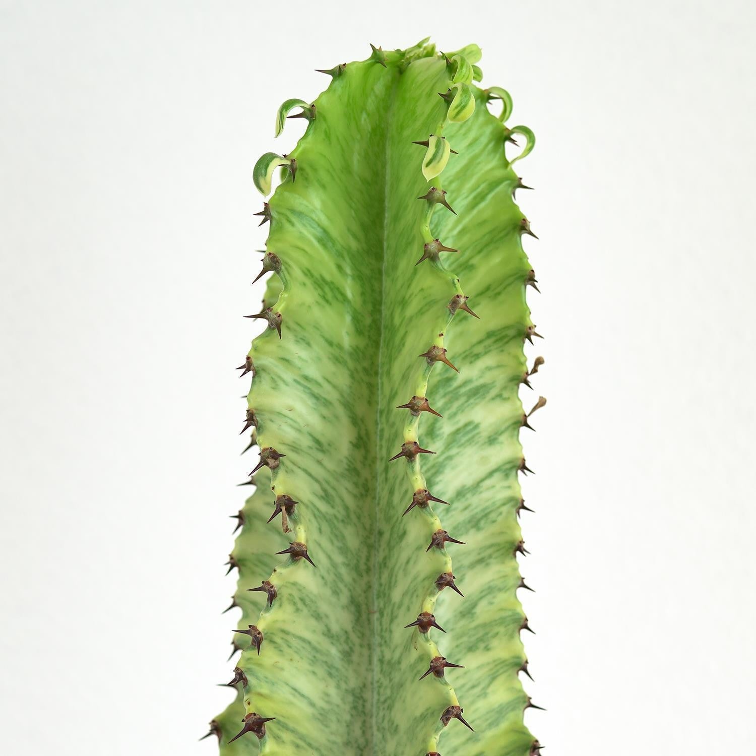 pasiora-euphorbia-ingens-marmorata-sukkulente-17cm image 3