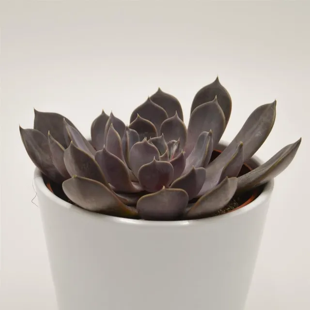 pasiora-echeveria-joost-sukkulente-12cm-topf image 1