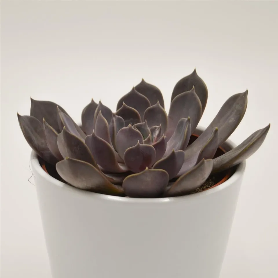 pasiora-echeveria-joost-sukkulente-12cm-topf image 1