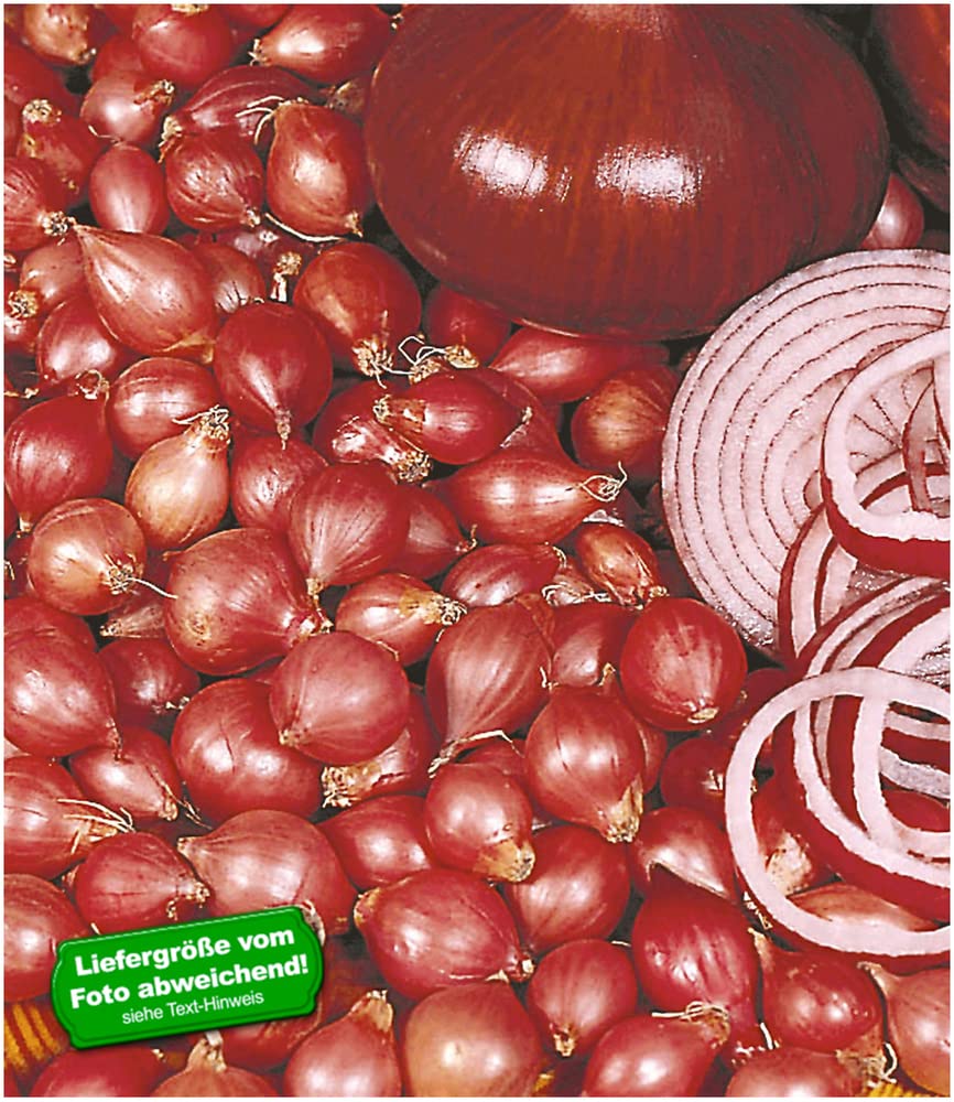 baldur-garten-rote-steckzwiebeln-red-baron-75-st-ck-14-21-mm image 2