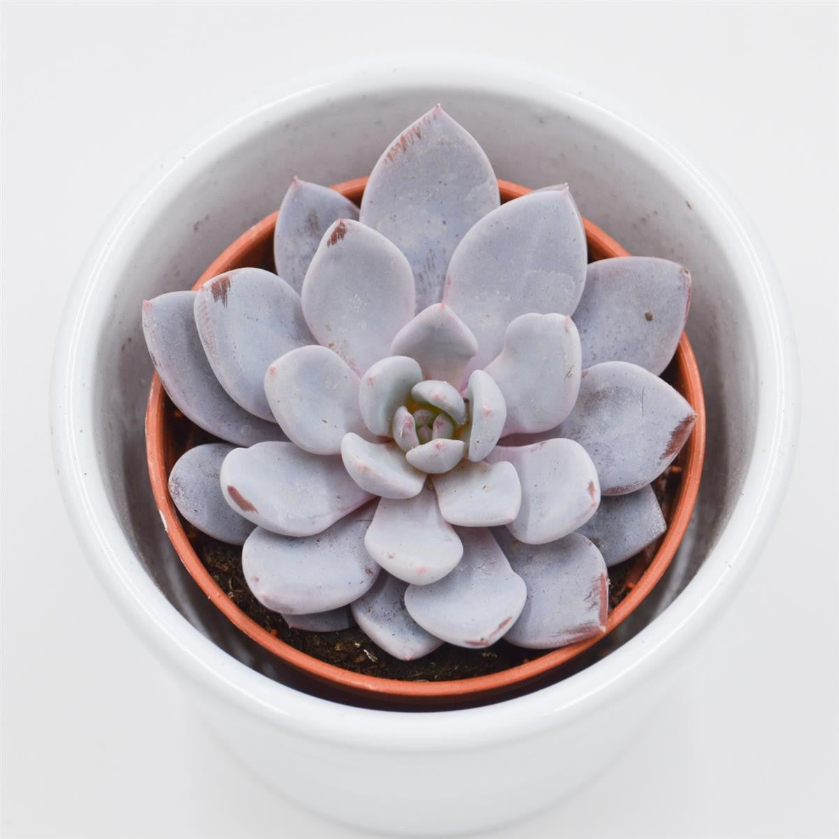 pasiora-x-graptoveria-lulu-sukkulente-5-5cm image 1