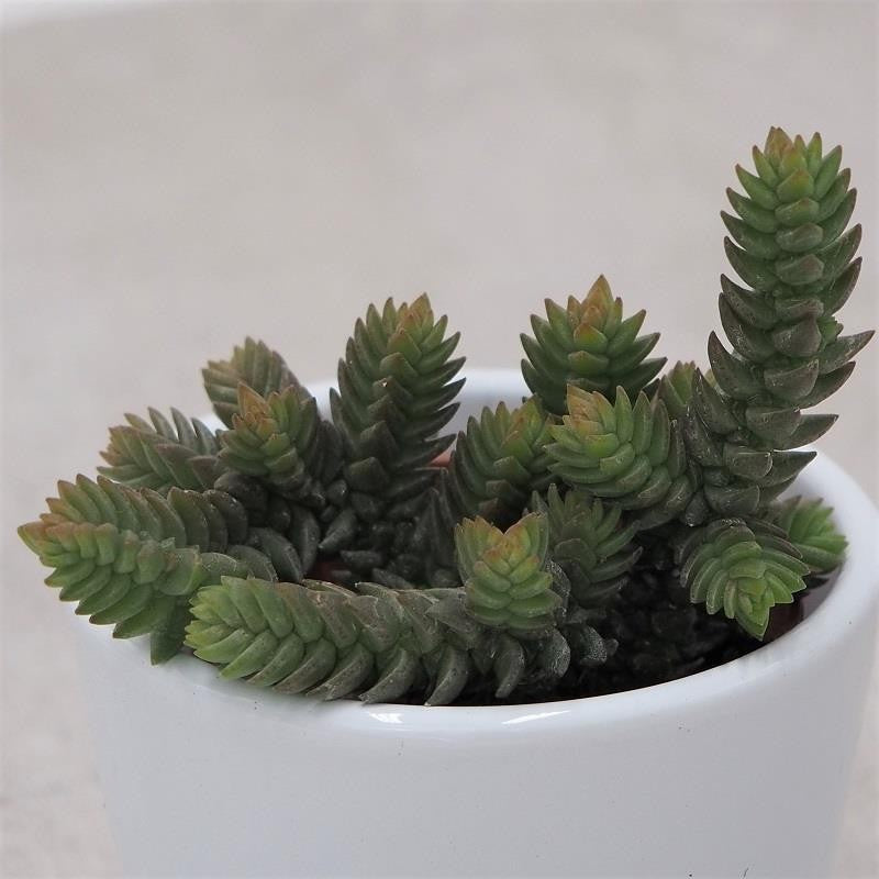 pasiora-crassula-muscosa-sukkulente-im-5-5cm-topf image 1