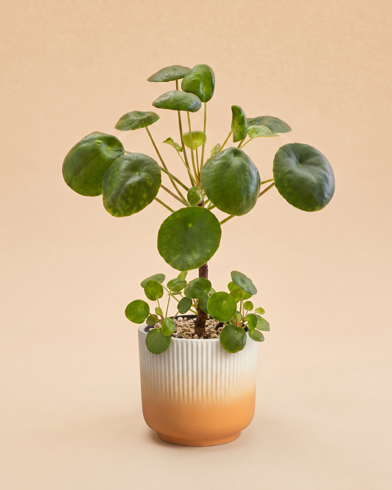 feey-ufopflanze-b-umchen-pilea-peperomioides-zimmerpflanze-klein image 7