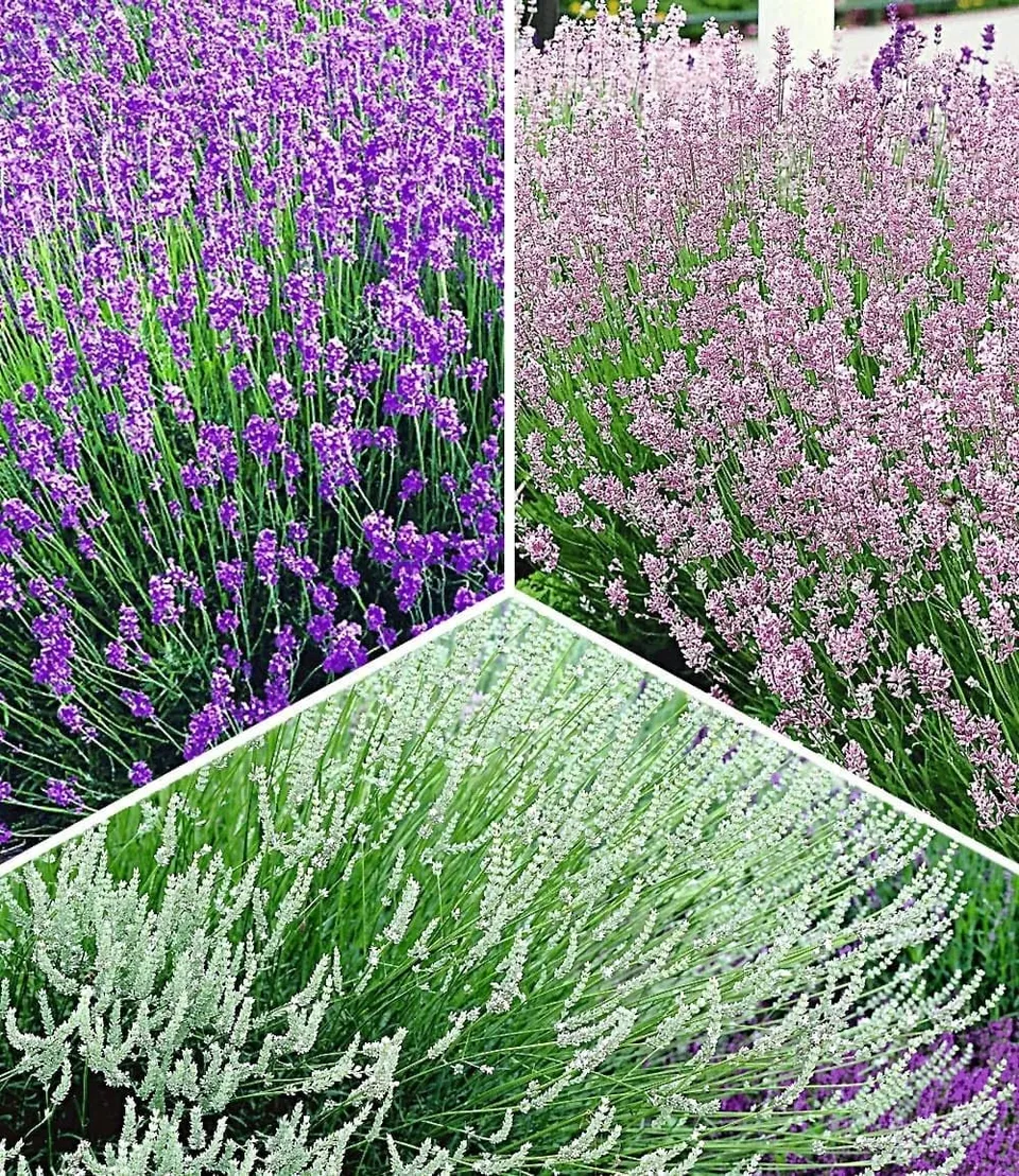 baldur-garten-winterharte-stauden-lavendel-mix-9er-set-im-9x9-cm-topf image 1