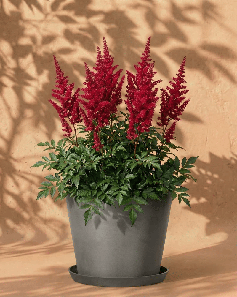 feey-astilbe-pink-spinell-rhizome-prachtspiere-bis-1-m image 5