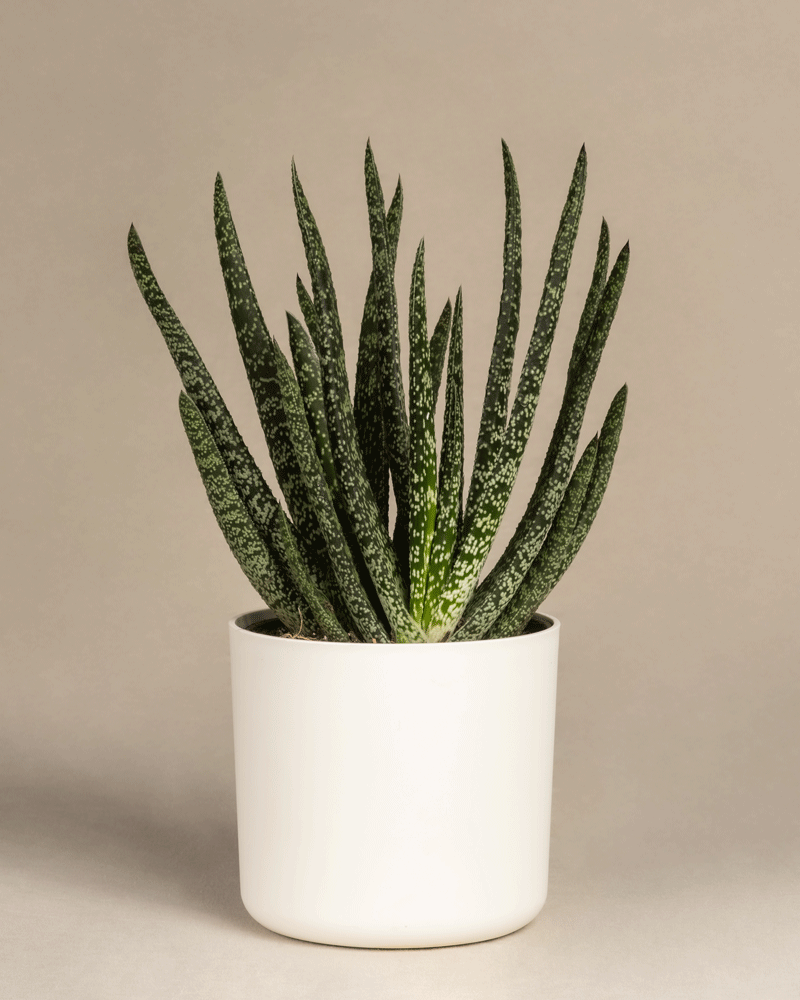 feey-gasteria-verrucosa-sukkulente-zimmerpflanze image 7
