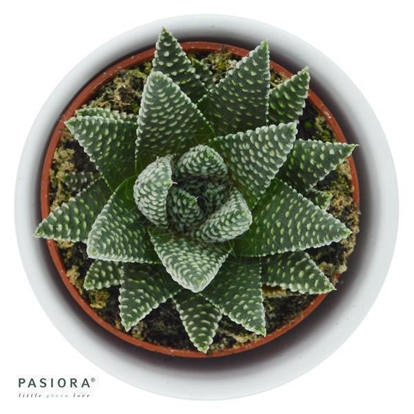pasiora-haworthia-fasciata-albert-sukkulente-6cm image 2