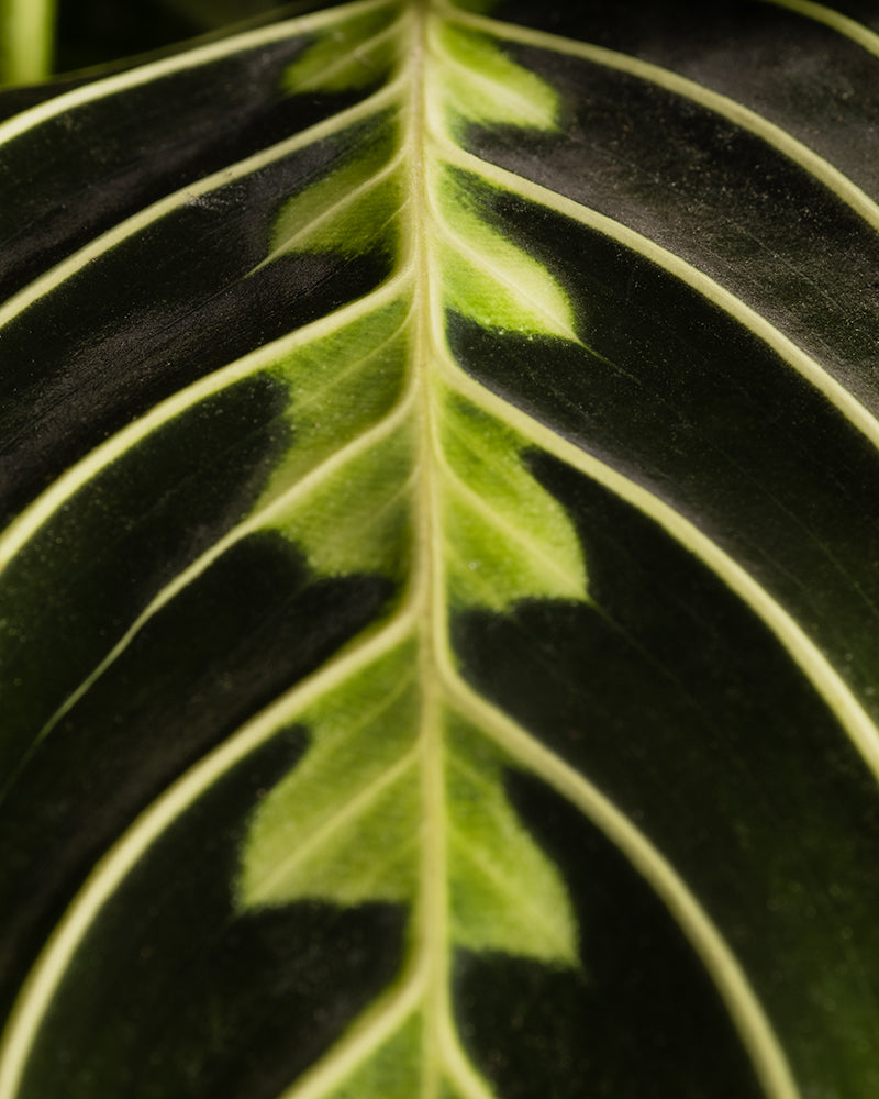 feey-maranta-lemon-lime-rarit-t-prayer-plant image 2