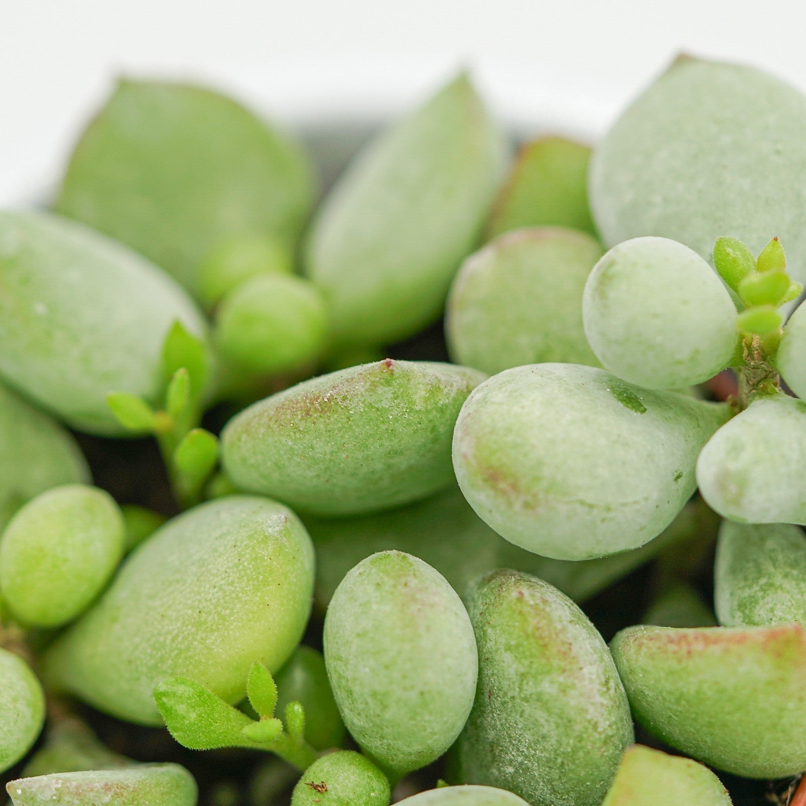 pasiora-cotyledon-pendens-sukkulente-h-ngend-5-5-cm-topf image 3