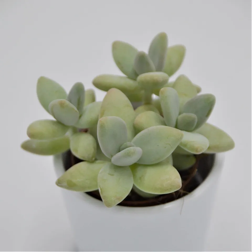 pasiora-pachyphytum-green-apple-mini-sukkulente-5-5cm image 1