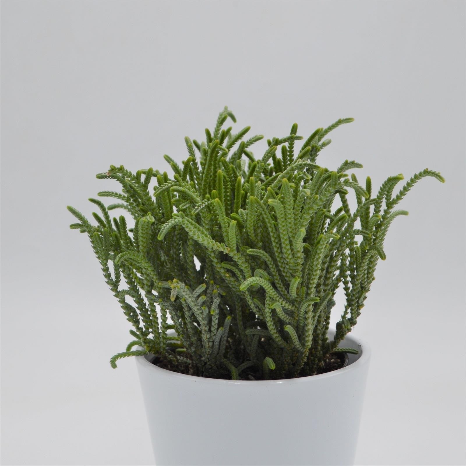 pasiora-crassula-lycopodioides-sukkulente-im-12cm-topf image 1