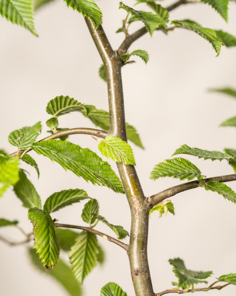feey-hainbuche-carpinus-betulus-winterharte-heckenpflanze image 7