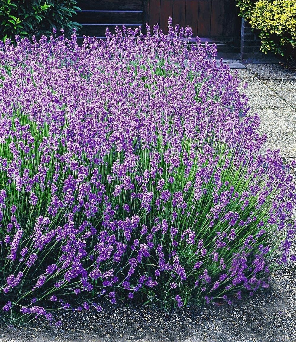 baldur-garten-9er-winterharte-stauden-lavendel-hecke-blau image 1