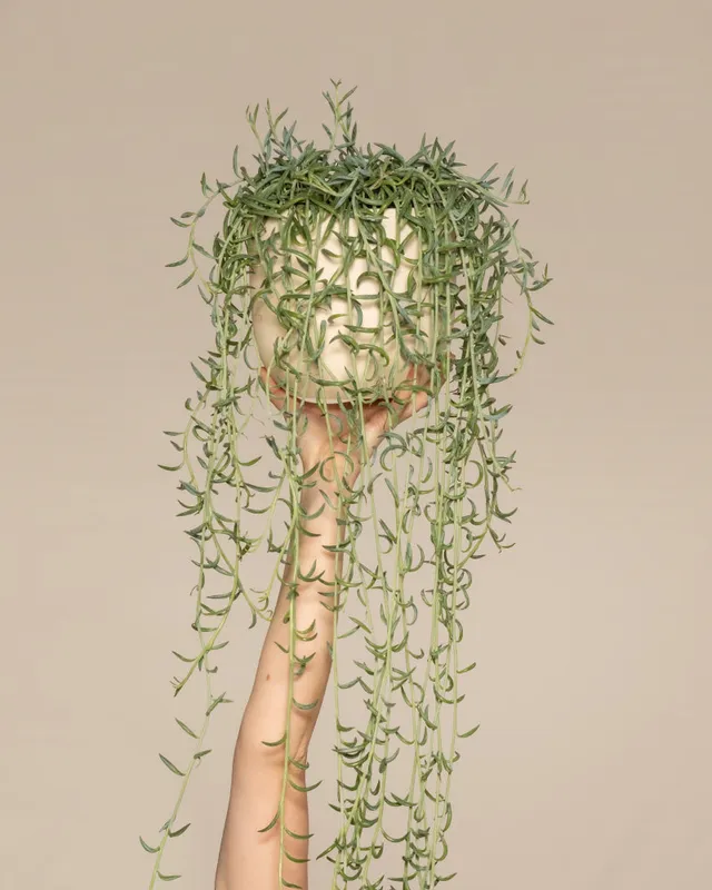 feey-senecio-radicans-string-of-bananas-h-ngepflanze image 1