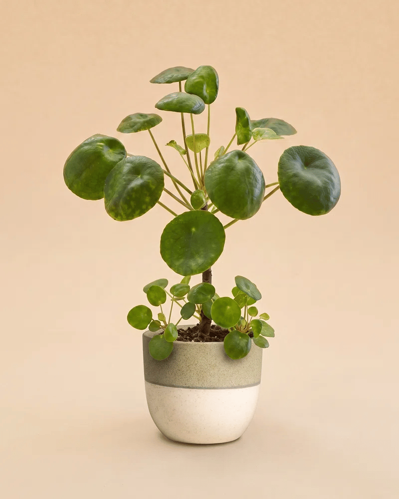 feey-ufopflanze-b-umchen-pilea-peperomioides-zimmerpflanze-klein image 5