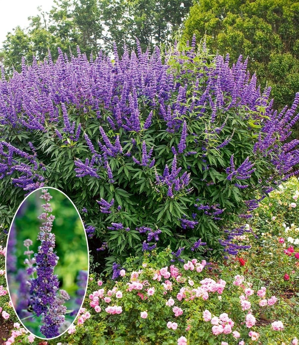 baldur-garten-m-nchspfeffer-queen-bee-vitex-zierstrauch image 2