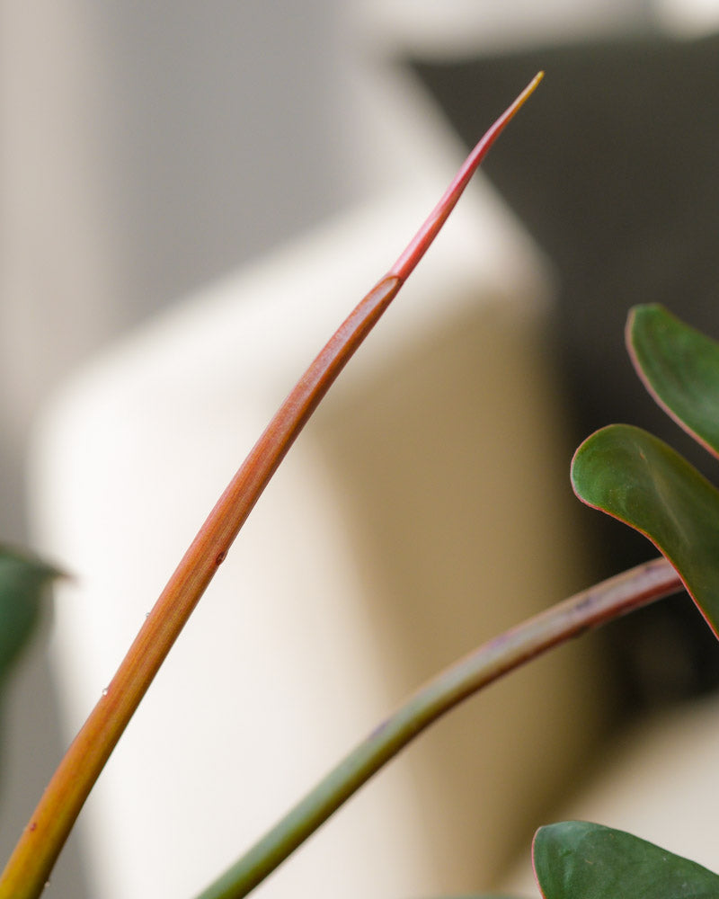 feey-philodendron-atabapoense-rarit-t-halbschattig image 6