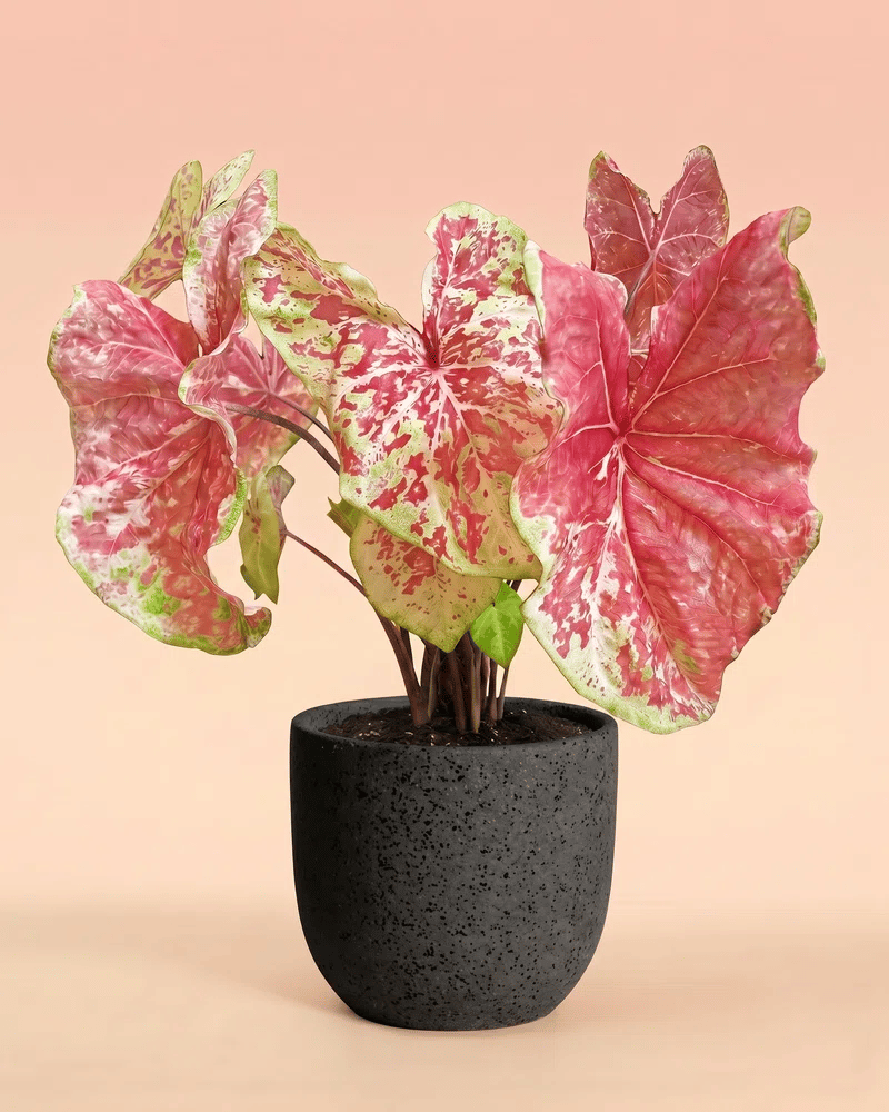 feey-caladium-raspberry-moon-gro-e-zimmerpflanze image 6