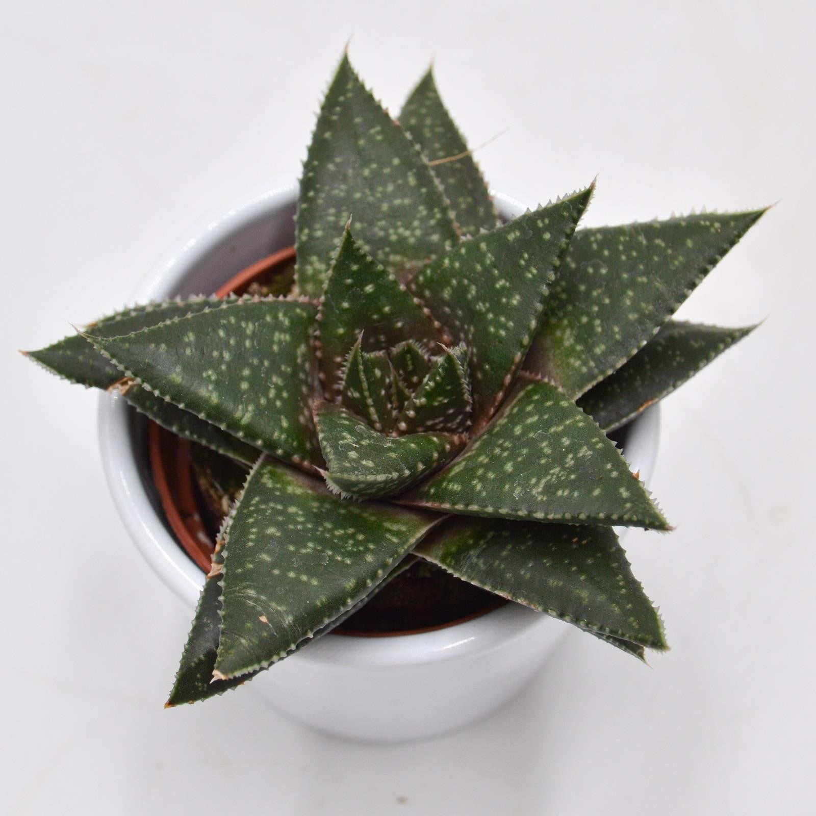 pasiora-gasteria-hippo-sukkulente-6cm-topf image 1