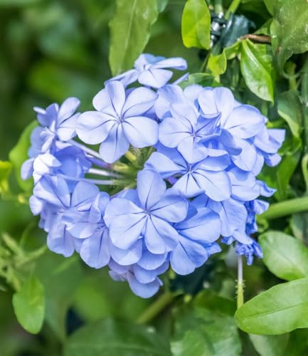 baldur-garten-zierstrauch-plumbago-2x-im-9x9-cm-topf image 4