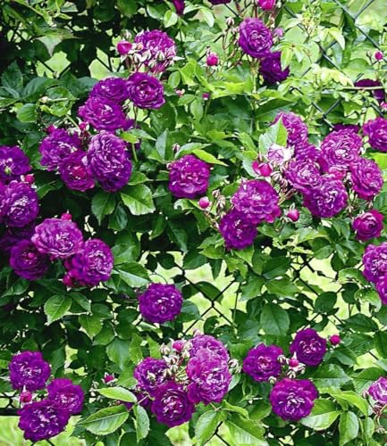 baldur-garten-rambler-rose-bleu-magenta-wurzelballiert image 4