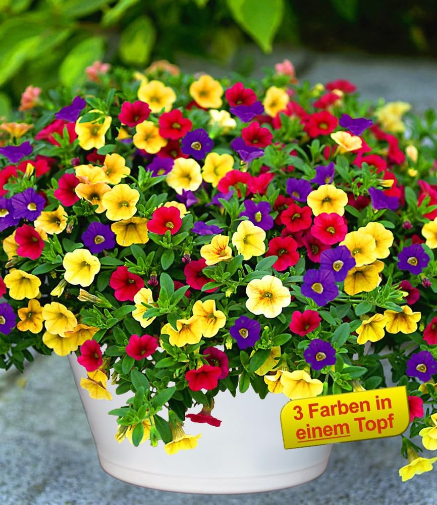baldur-garten-zaubergl-ckchen-carneval-3-farben-im-topf image 2