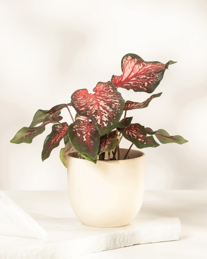 feey-caladium-desert-sunset-zimmerpflanze-klein-mittel image 7