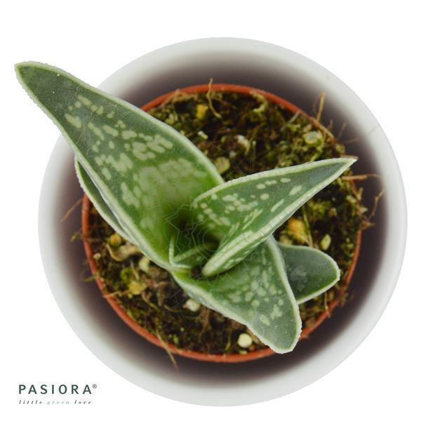 pasiora-aloe-variegata-tiger-aloe-sukkulente-5-5cm-topf image 2