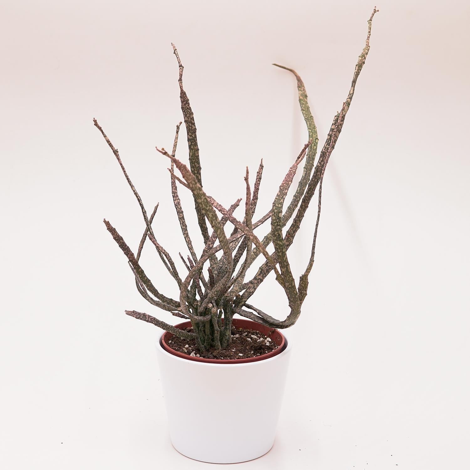 pasiora-euphorbia-platyclada-sukkulente-12cm-topf image 2