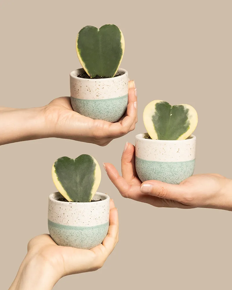 feey-herzblatt-trio-panaschiert-hoya-kerrii-variegata-3-babypflanzen image 1