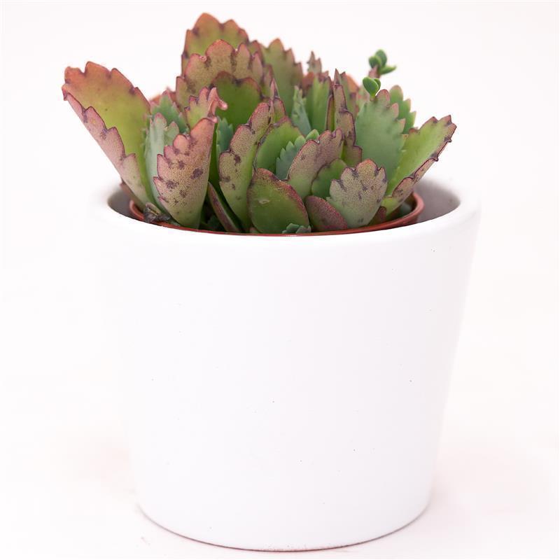 pasiora-kalanchoe-hortagel-brutblatt-5-5cm-topf image 2