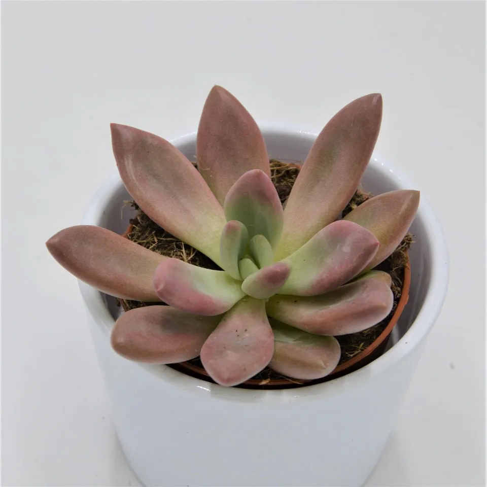 pasiora-x-graptoveria-pink-donna-sukkulente-8-5-cm-topf image 1
